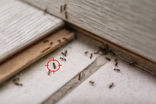 Best Termite Control Services  in Linden, CA